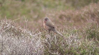 dunwich heath  garden warbler dartford warblers and more [upl. by Javed]