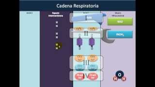 Óxido Reducción 5⚡️Cadena Respiratoria [upl. by Ivana]