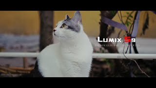 CATS  LUMIX S9  CHEECAR 35MM F14  CINEMATIC COLOR GRADE [upl. by Nhguavad]