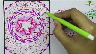 Histology of Vas Deferens \ Ductus Deferens [upl. by Yendahc474]