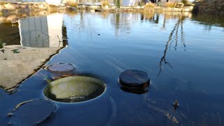 Pond Skimmer DIY [upl. by Amadus]