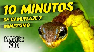 10 MINUTOS DE CAMUFLAJE Y MIMETISMO masterzoo camuflaje mimetismo [upl. by Brunhild133]