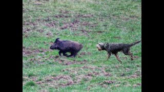 CHASSE SANGLIER FERME et Bat leau [upl. by Itaws417]