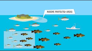 Marine Protected Areas Bermudas Blue Prosperity Plan [upl. by Neirb]