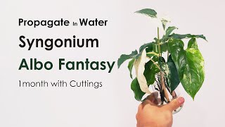 How to Propagate Syngonium Albo Fantasy Plant  Water propagatgion from cutttings [upl. by Ck]