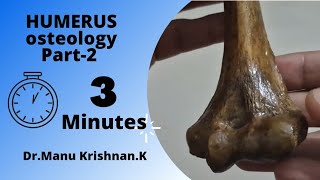 Humerus osteologyPart 3 external features on lower end [upl. by Odessa330]