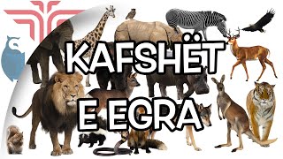 Kafshët e egra [upl. by Ahsrav]