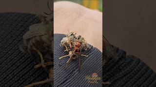 Giant Hornet vs Bees War bees wasp hornet warzone insects shorts viralshorts shortsfeed [upl. by Furr580]