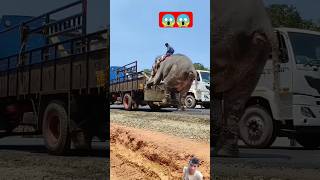 hathi mere sathi😱crazyfunny trending short [upl. by Resa]