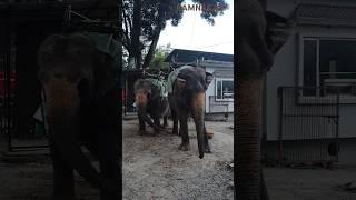 Hathi mera sathi elephant babyelephant hathi two song animals mercydiv [upl. by Notsnarc]