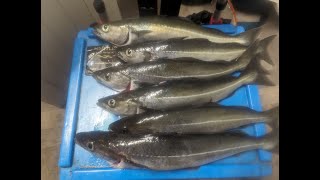 Can I find the codling Menai Straits  Anglesey shore fishing [upl. by Ithaman526]