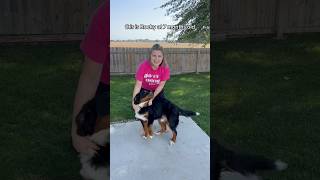 Bernese Mountain Dog Puppy is 7 months old🐶 bernesemountaindog bernesepuppy puppy [upl. by Korney695]