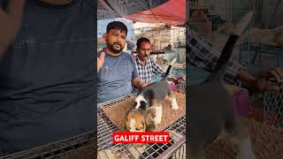 Galiff Street Pet Market। Dog Market shorts Dog petmarket galiffstreet [upl. by Adnalay712]