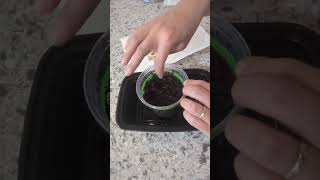 How to plant clivia from seeds plants clivia [upl. by Porcia400]