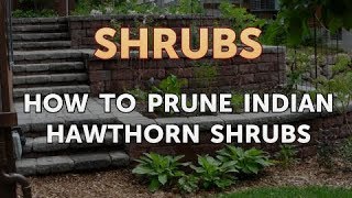 How to Prune Indian Hawthorn Shrubs [upl. by Wolram748]