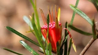 Aussie Garden Beauties  Tribute to Australian Native Plants [upl. by Aleil602]