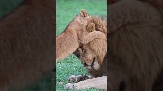 Lion Cub Attacks Dads Face 😂 [upl. by Latrina268]