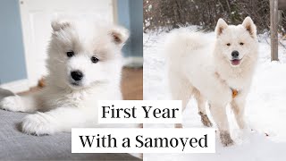 First Year with a Samoyed Puppy 8 weeks to 1 year [upl. by Norrehs]