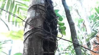 Introduction to Epiphytes [upl. by Mavis]