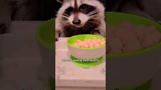 Raccoon grabbing cat foodwildlife healing short film video [upl. by Fabria]