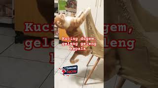 Kucing dugem geleng geleng kepalakucing kucinglucu kucingimut kucingmeongmeong kucinggemoy [upl. by Sedecrem]