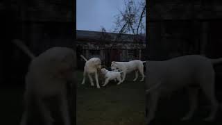 Dogo argentino family Lithuania [upl. by Westley]