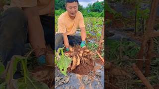 Harvesting the Most Satisfying Jack Fruit shorts farmlife [upl. by Lougheed417]