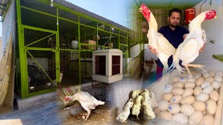 Shamo Breed Krwa k munafa kis trah krwa skty hain Hen Hatching Eggs At Home Ground Birds farming [upl. by Coveney]