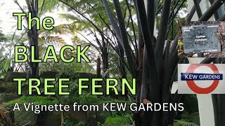 Black Tree Fern  Cyathea Medullaris  Mamaku [upl. by Esserac]