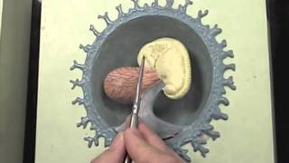 Early stages of human embryo modelmov [upl. by Yrolg]