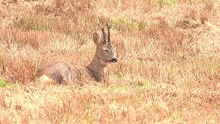 RÅDYR CAPREOLUS CAPREOLUS [upl. by Tugman]