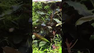 【不定期アクア】疲れた時にどうぞ19 エキノドルス aquarium aquascape echinodorus bucephalandra waterplants ブセファランドラ [upl. by Ormsby927]