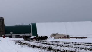 Spreading manure with 6 abreast American Brabant horses through the snow [upl. by Olds]