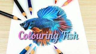 How to colouring beautifull Betta fish [upl. by Ferdinana]