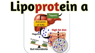 Lipoproteins in hindi  Lipoproteins [upl. by Yddeg280]