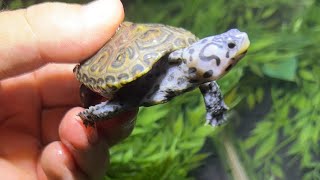 STOP AGGRESSION in Turtles With THIS TRICK [upl. by Seiter]