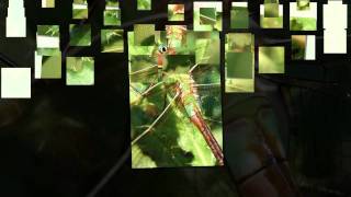 COMMON GREEN DARNER DRAGONFLY [upl. by Ahsir986]