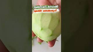 Mango Pulihora  Mamidikaaya Pulihora Telugu Recipes  RADISRI KITCHEN [upl. by Llenehs404]