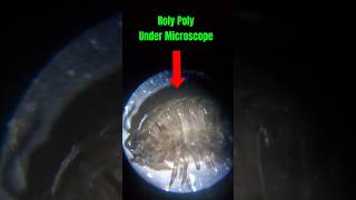 Roly Poly Under Microscope microscopicmicroscopebugsrolypolypillbugsowbugnaturebiologybug [upl. by Akiemehs]