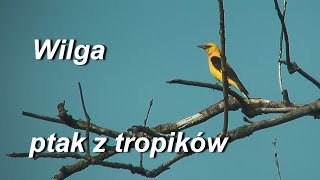 Wilga Oriolus oriolus  ptak z tropików [upl. by Aronle522]