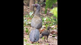 Chachalaca Cantante de la Naturaleza [upl. by Blackstock663]