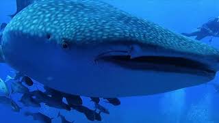 Whaleshark at Elphinstone 20240903 whaleshark elphinstone redseadiving [upl. by Noinatrad80]