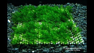 Выращиваем ковер яванского мха на сетке Grow a carpet of Java moss on the mesh [upl. by Moseley]