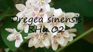 How to pronounce Dregea sinensis RHu 02 in English [upl. by Curran658]