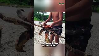 Coconut Crab  The Robber Crab [upl. by Minda240]