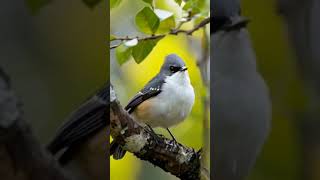 Pied Fantail bird nature birdsong wildlife birdsingingmusic birds [upl. by Ssenav350]