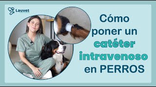 CÓMO PONER UN CATÉTER INTRAVENOSO EN PERROS  Lauvet [upl. by Aisanat]