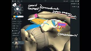 Ligament anatomy around shoulder girdle [upl. by Topliffe]