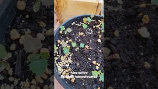 Mahonia hamaetocarpa seedlings 🙌 Berberis [upl. by Halle]