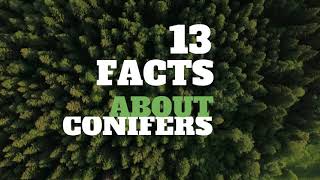 13 Amazing Facts About Conifers  HD Video [upl. by Annairoc]